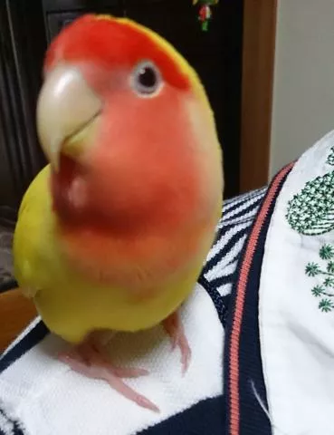 愛鳥さんの写真