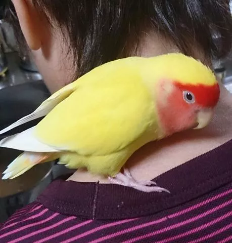 愛鳥さんの写真