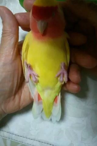 愛鳥さんの写真