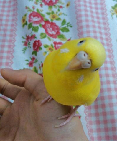 愛鳥さんの写真