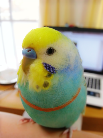 愛鳥さんの写真