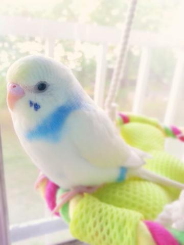 愛鳥さんの写真