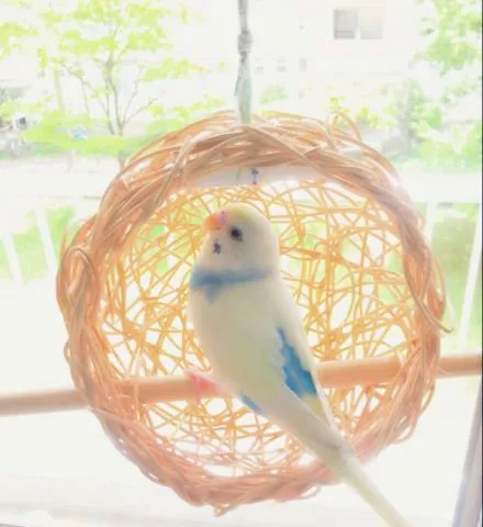 愛鳥さんの写真