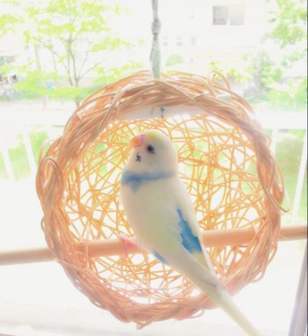 愛鳥さんの写真