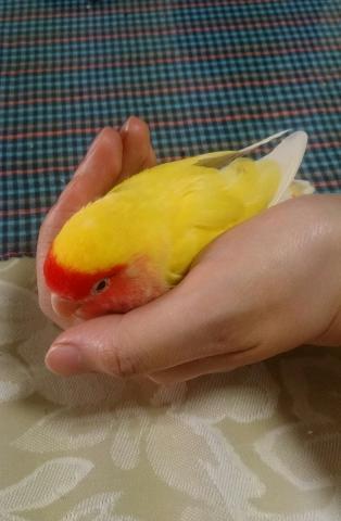 愛鳥さんの写真
