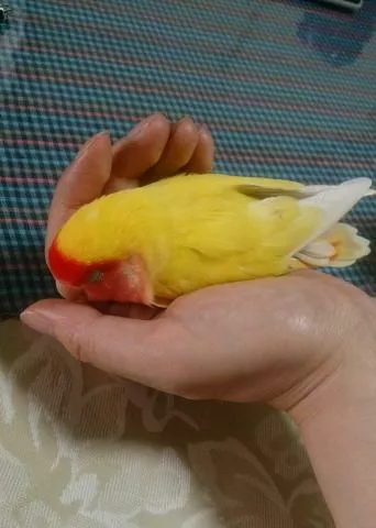 愛鳥さんの写真