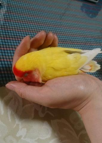 愛鳥さんの写真
