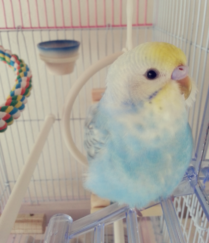 愛鳥さんの写真