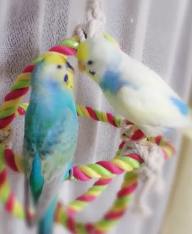 愛鳥さんの写真