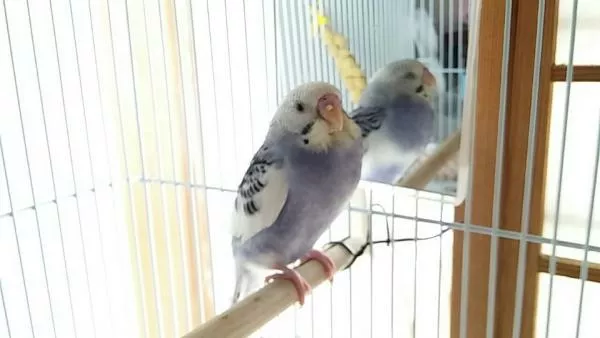 愛鳥さんの写真