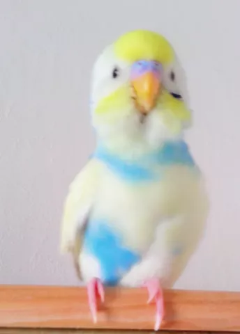 愛鳥さんの写真