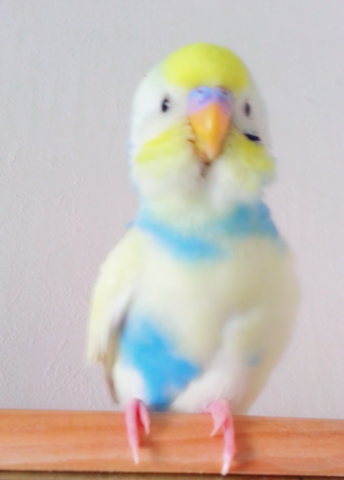 愛鳥さんの写真