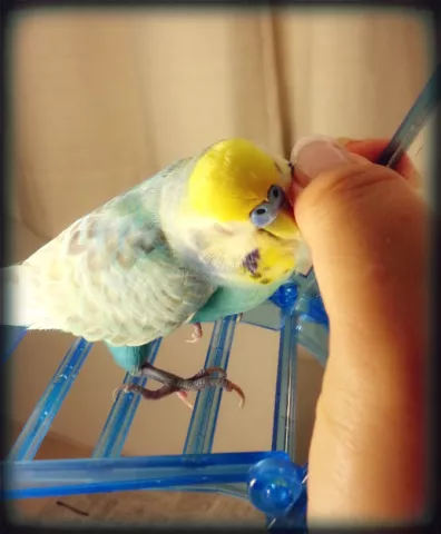 愛鳥さんの写真