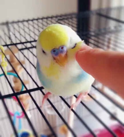 愛鳥さんの写真