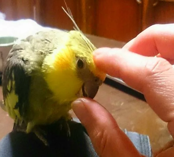 愛鳥さんの写真