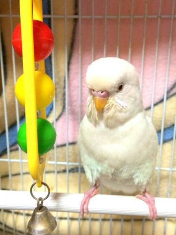 愛鳥さんの写真