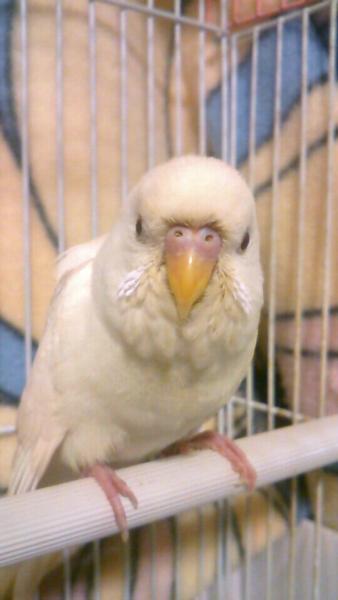 愛鳥さんの写真