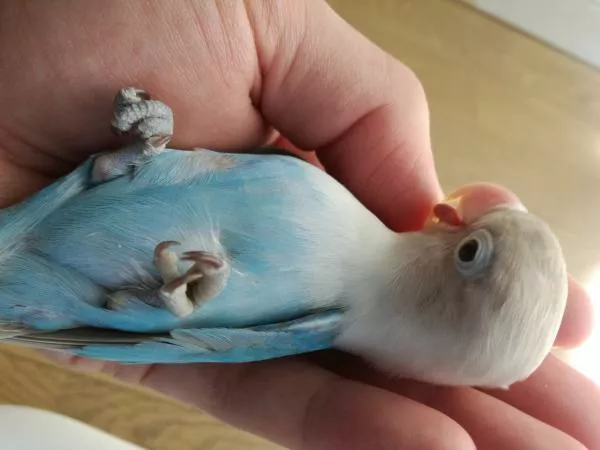 愛鳥さんの写真