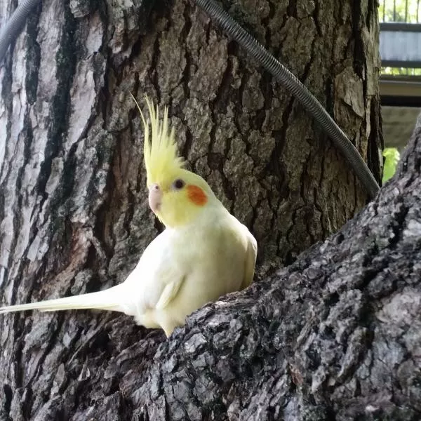 愛鳥さんの写真