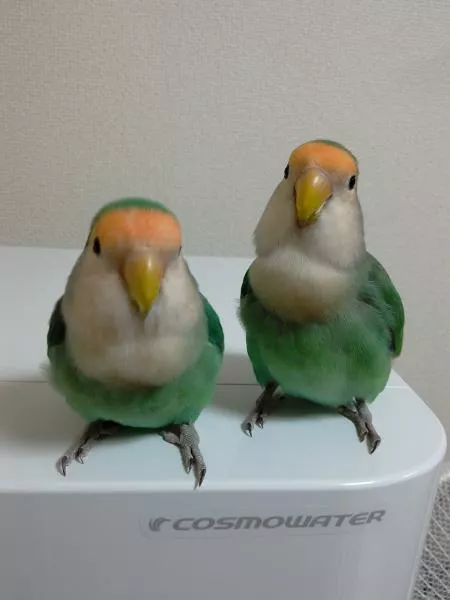 愛鳥さんの写真