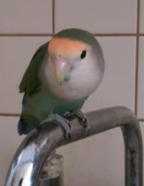 愛鳥さんの写真