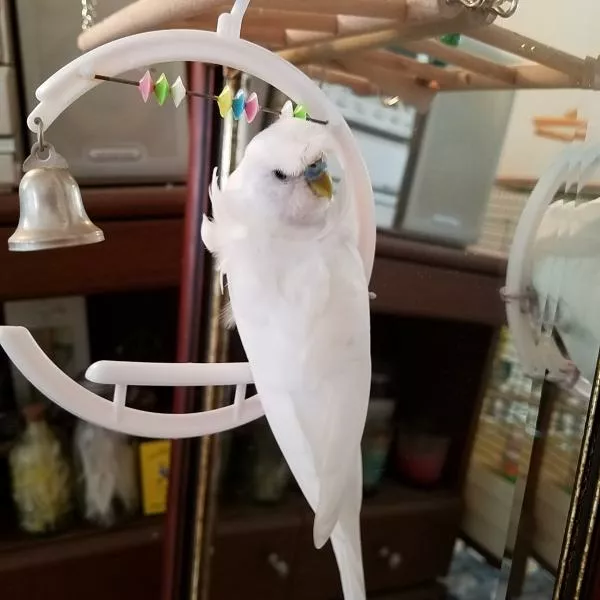 愛鳥さんの写真