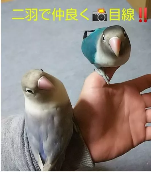 愛鳥さんの写真