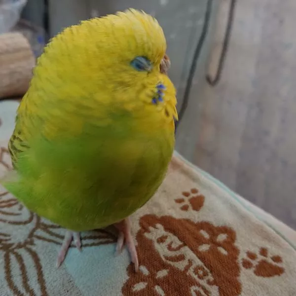 愛鳥さんの写真