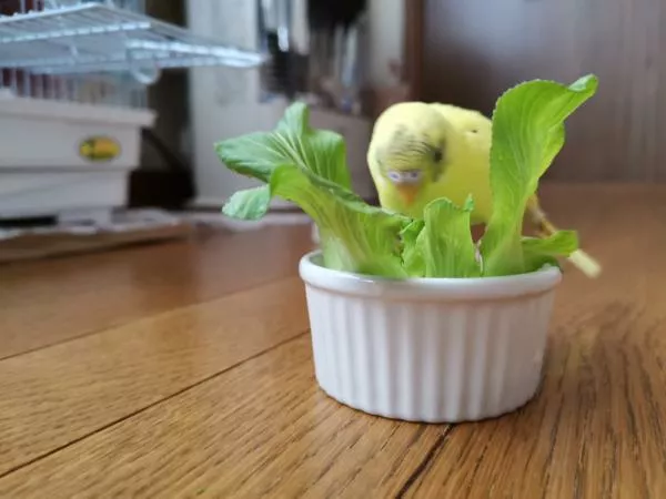 愛鳥さんの写真