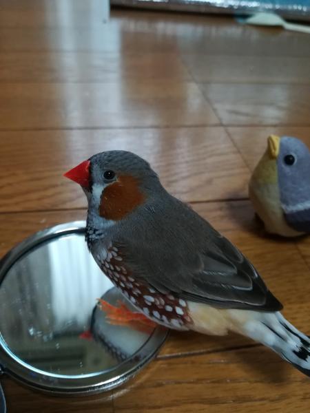 愛鳥さんの写真