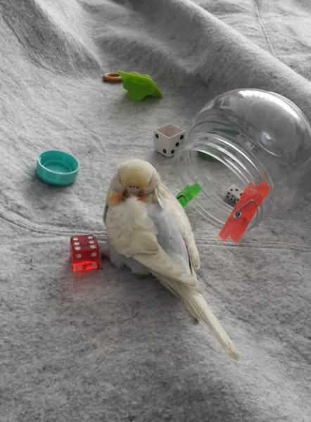 愛鳥さんの写真