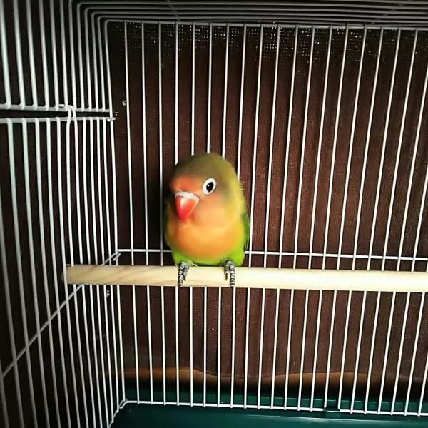 愛鳥さんの写真