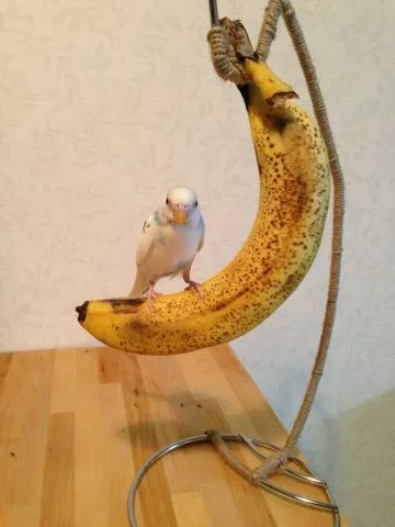 愛鳥さんの写真