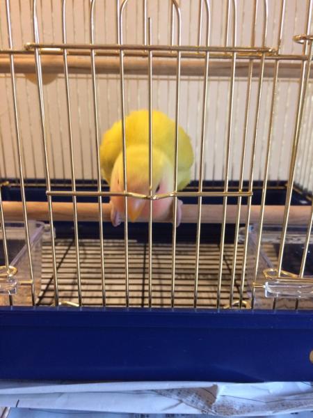 愛鳥さんの写真