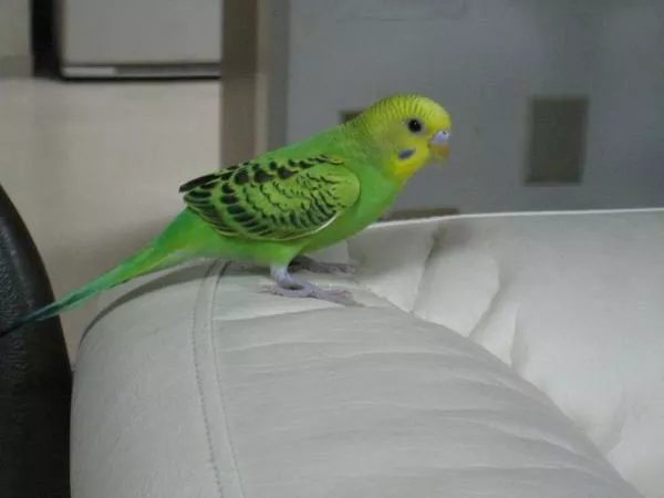 愛鳥さんの写真