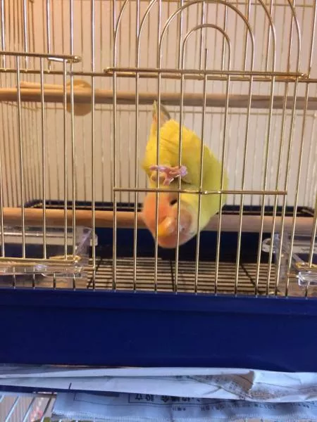 愛鳥さんの写真