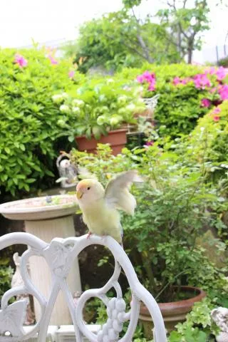 愛鳥さんの写真