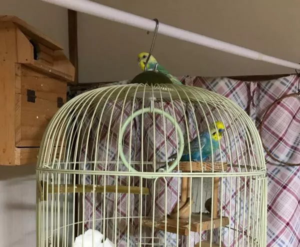 愛鳥さんの写真