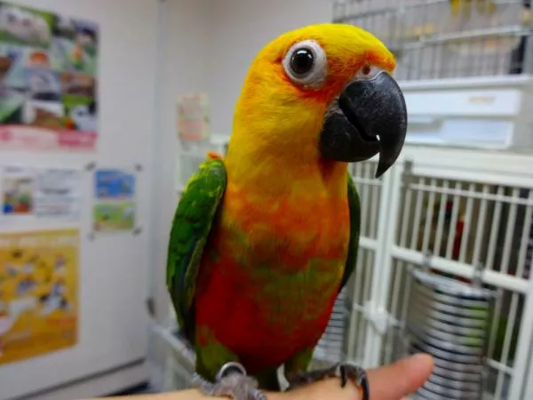 愛鳥さんの写真