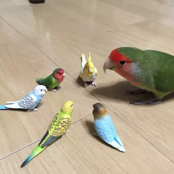 愛鳥さんの写真