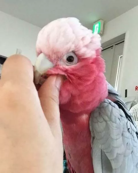 愛鳥さんの写真