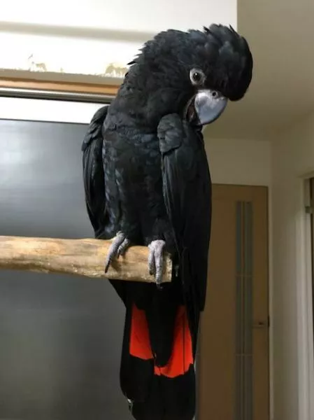 愛鳥さんの写真