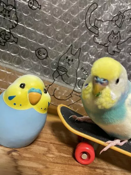 愛鳥さんの写真