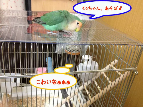 愛鳥さんの写真