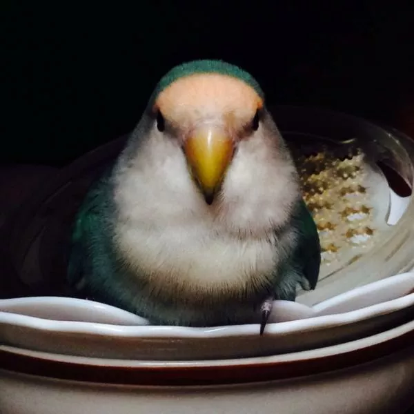 愛鳥さんの写真