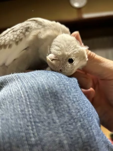 愛鳥さんの写真