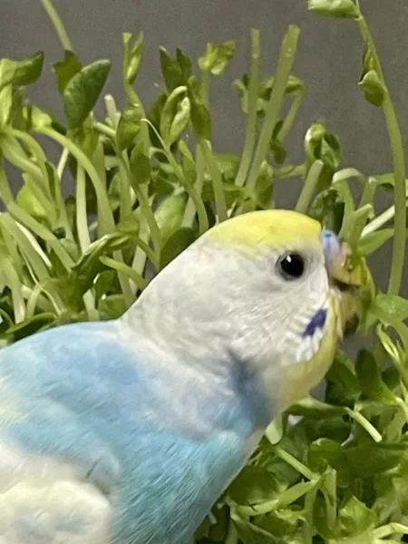 愛鳥さんの写真