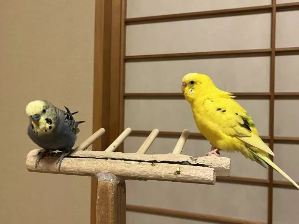 愛鳥さんの写真