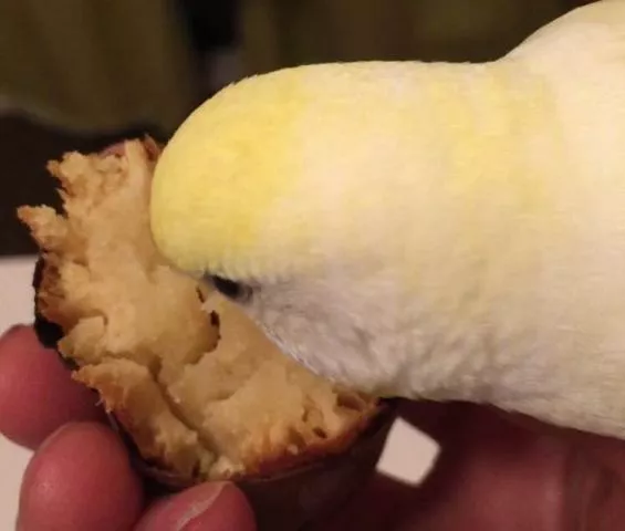 愛鳥さんの写真