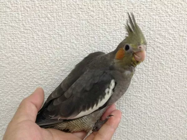 愛鳥さんの写真